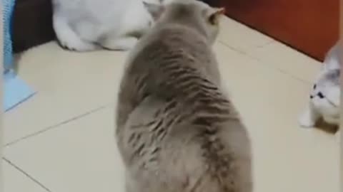 Funny cat video 😺🐈