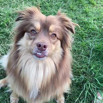 The Cutest Dog Growl