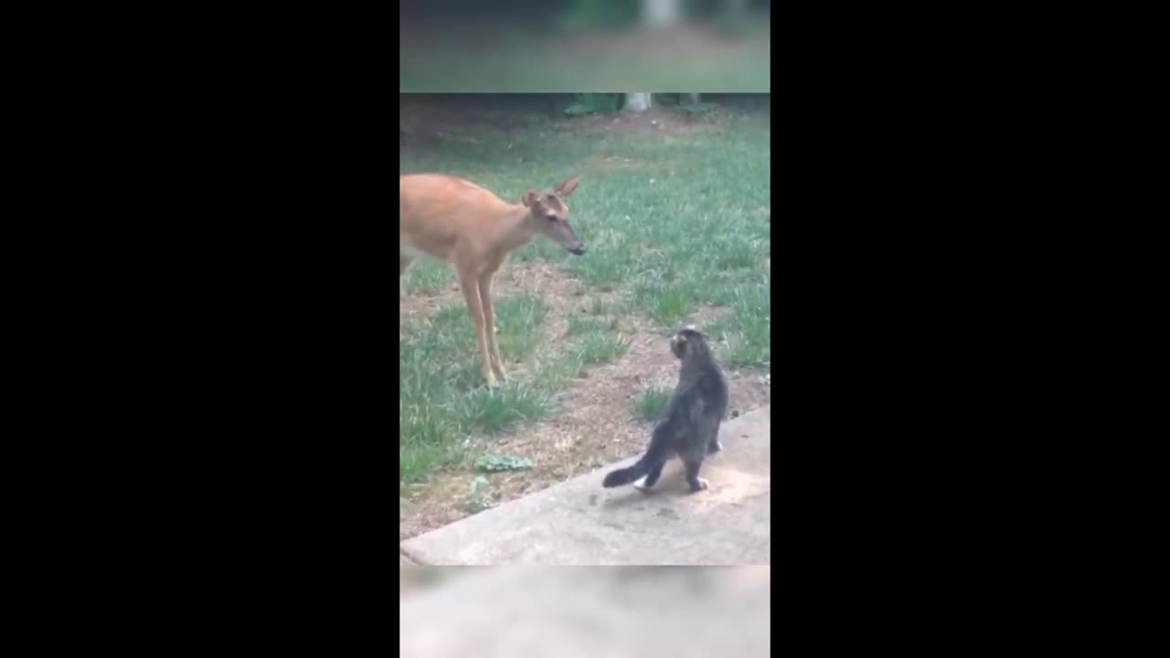 Funny animals - Funny cats / dogs - Funny animal videos 2023 - Part 3