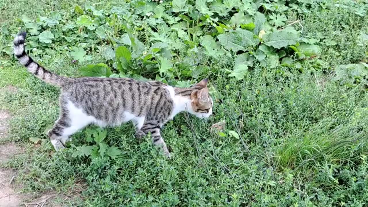 I gave food to a cute cat. This cat is so cute.