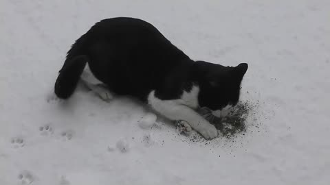 Cat Enjoying Catnip In the Snow