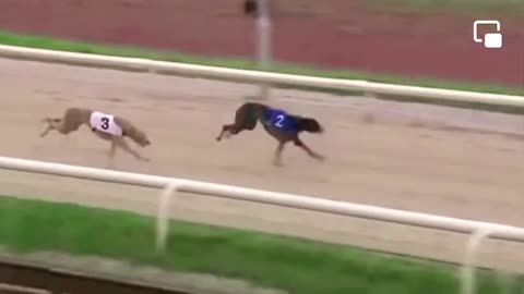 Dogs Racing video