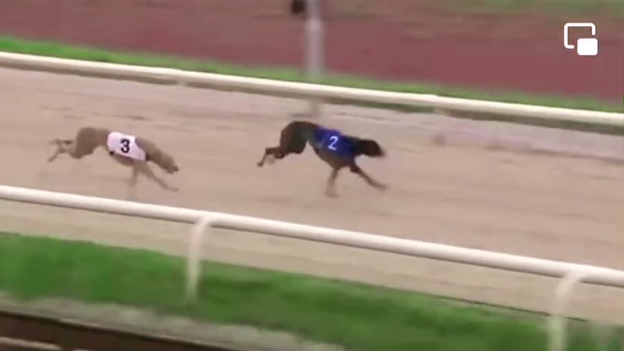 Dogs Racing video