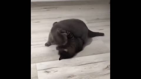 Cute and Funny Cat Videos to Keep You Smiling! 🐱- International Cat