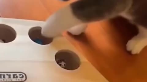 Os gatinhos mas sapecas