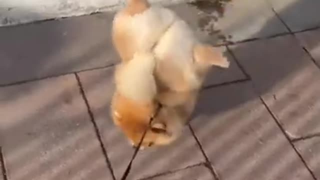 Cute Dog video