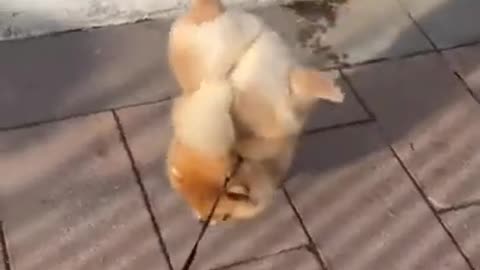 Cute Dog video