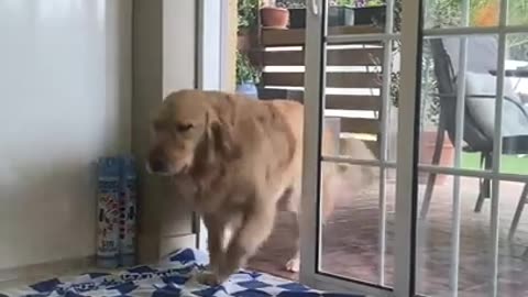CUANDO le PEDIAS mas COMIDA a tu MADRE #shorts #viral