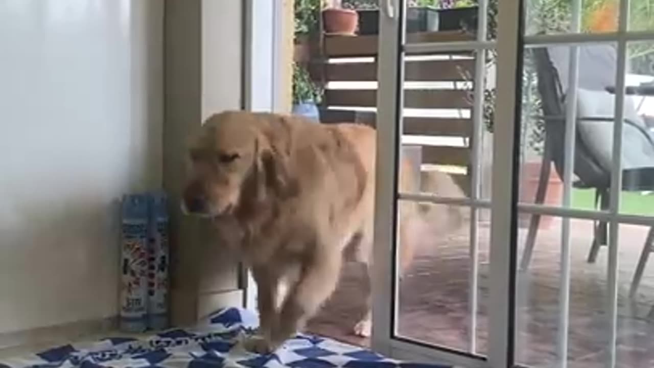 CUANDO le PEDIAS mas COMIDA a tu MADRE #shorts #viral