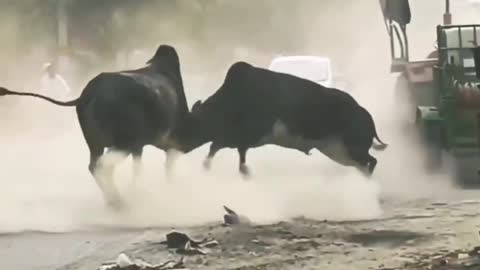 Bulls fighting