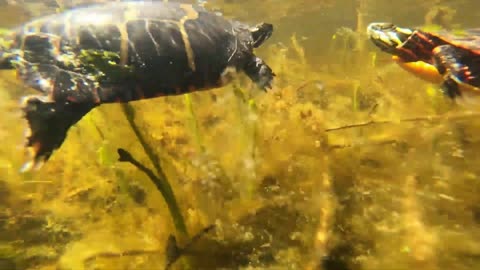 Painted Turtles