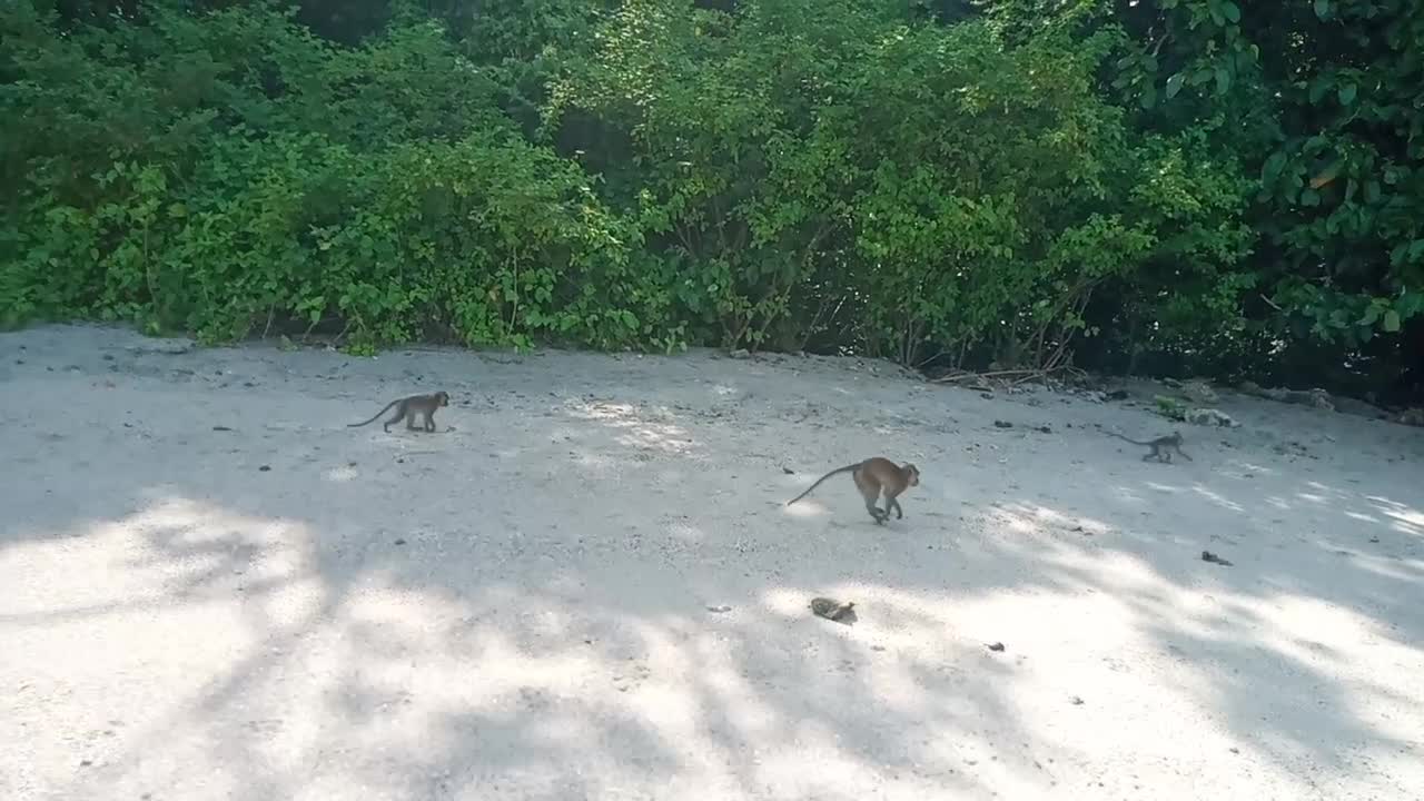 Beautiful white beach in Pangandaran monkey forest