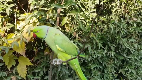 indian ringnack parrot talking #youtuber #viral #talking #viralyoutube #talking