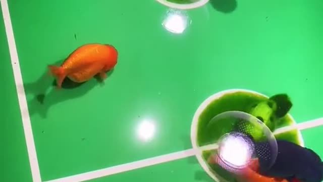 Flock of fish playing football