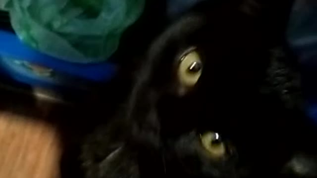 Funny cat