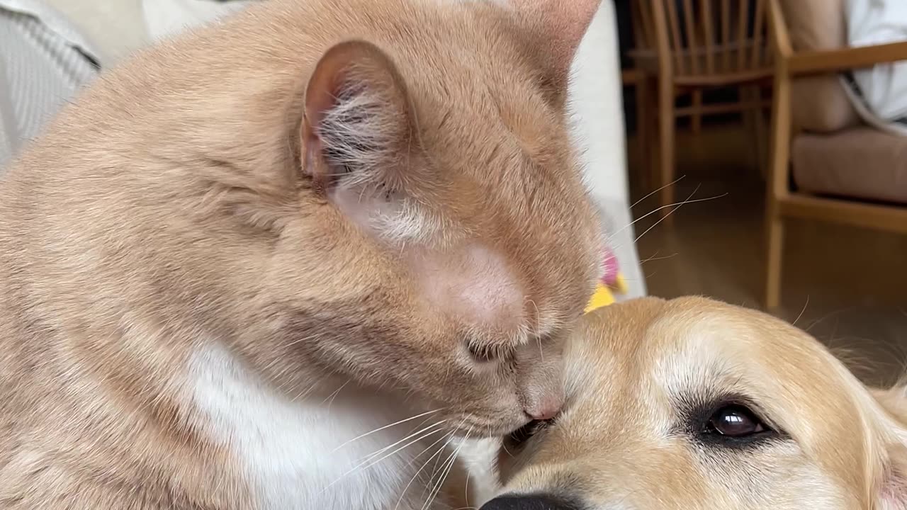 Cat Cleans Dogs Face