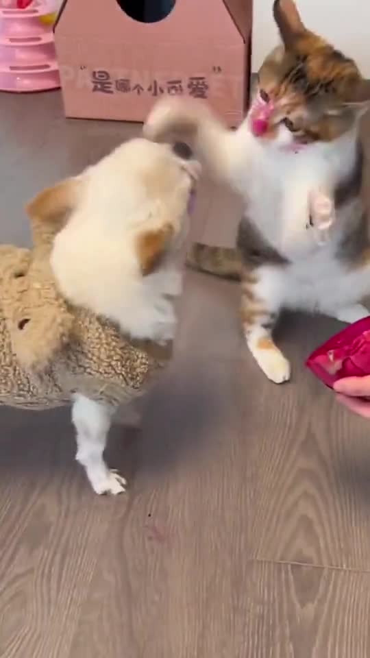 Very funny fight in cat and dog #shorts #rumble