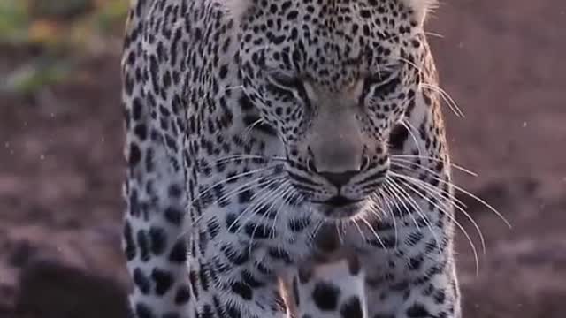 Animal leopard