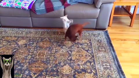 Non stop Giggles between Dogs and the silly Cat😂😂