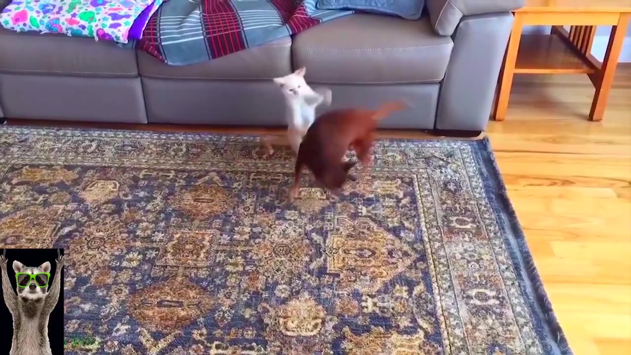 Non stop Giggles between Dogs and the silly Cat😂😂