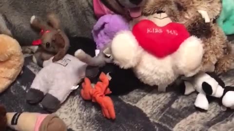 dog toys everywhere