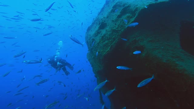 A Scuba Diver Swimming With School Of Fish