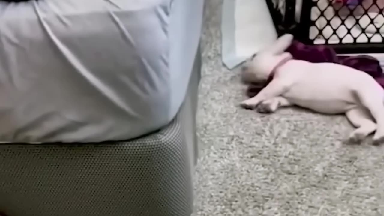 Funny animals