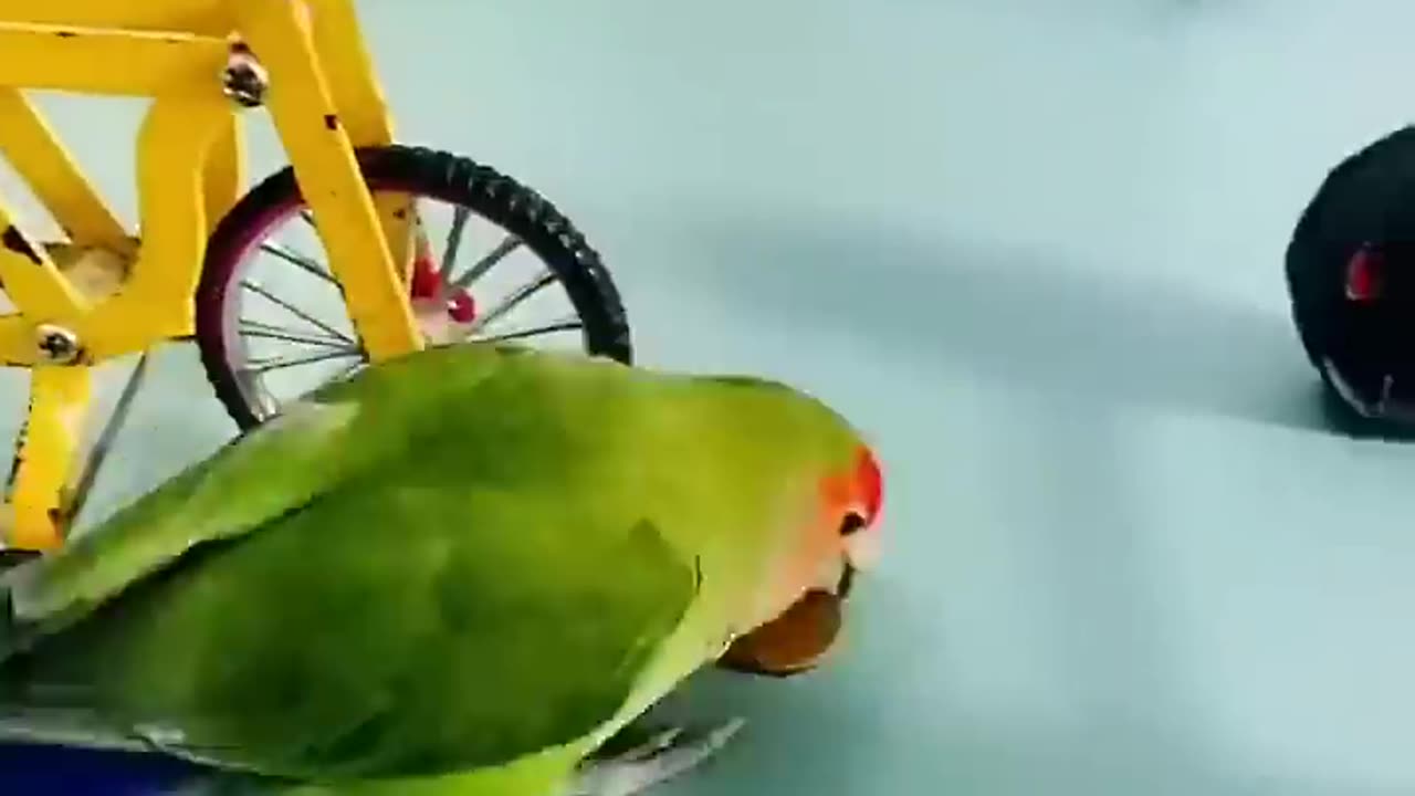 Cute Parrot