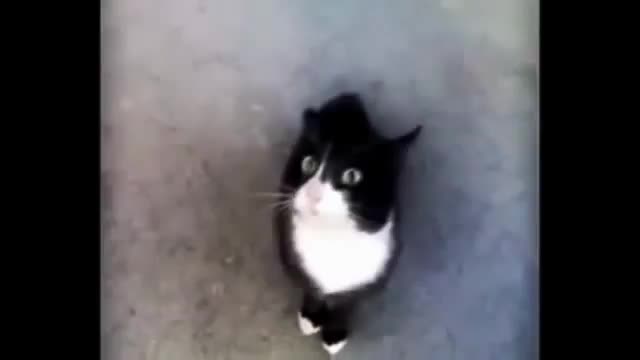 Funny cat sound with a lot of entertainment