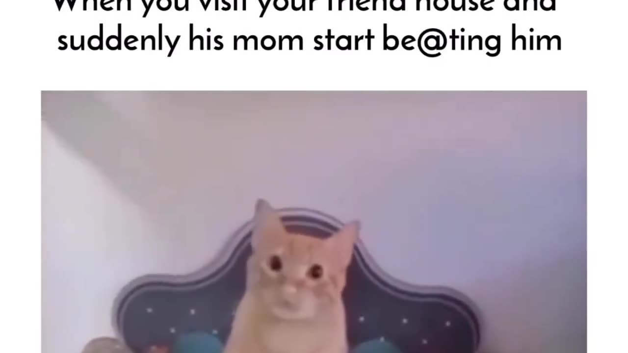 Cat memes