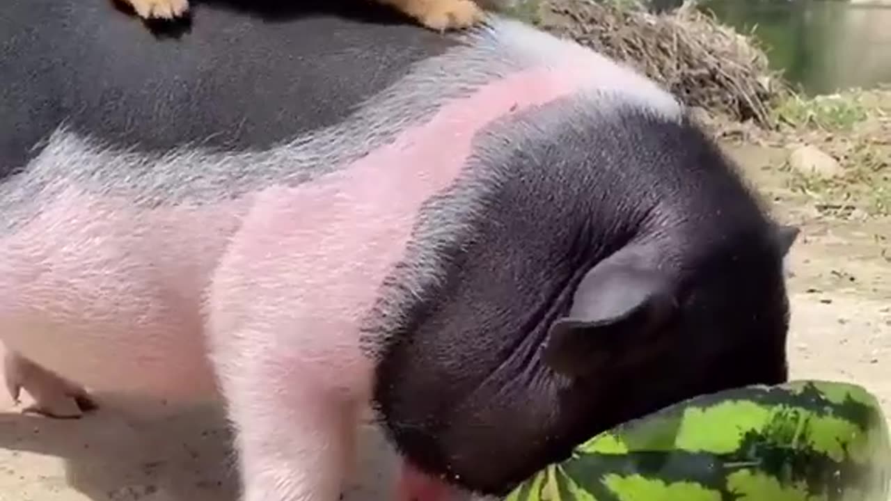 Pets funny video and cute animals video