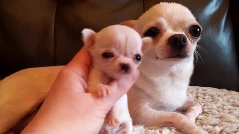 Micro Mini Me! - Chihuahua