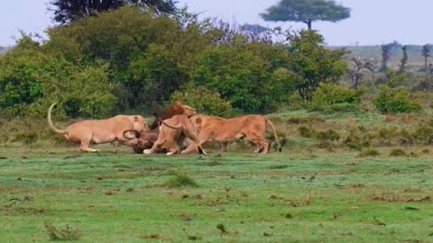 Male Lion And Female Lion Fight