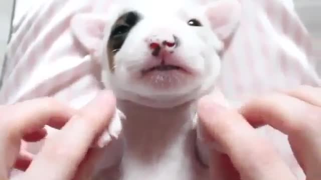A white puppy
