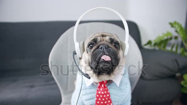 Cute pug dog in headset. Look at web camera listen webinar lecture group conference call