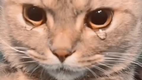 This cat video make you cry 😭