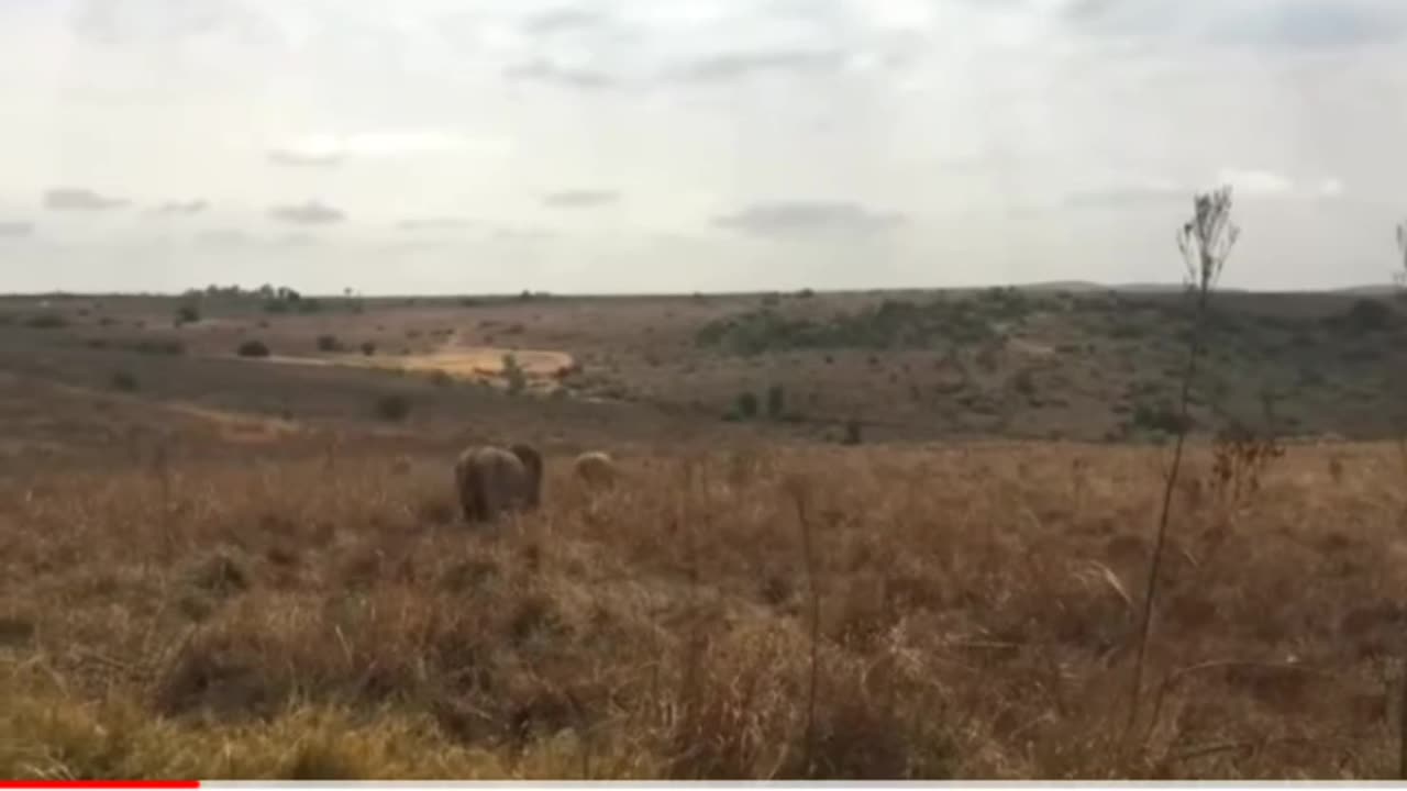 Pride of African