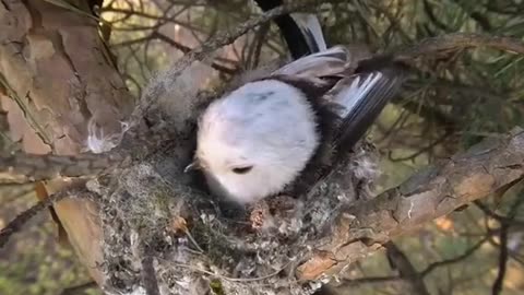 bird building his nest