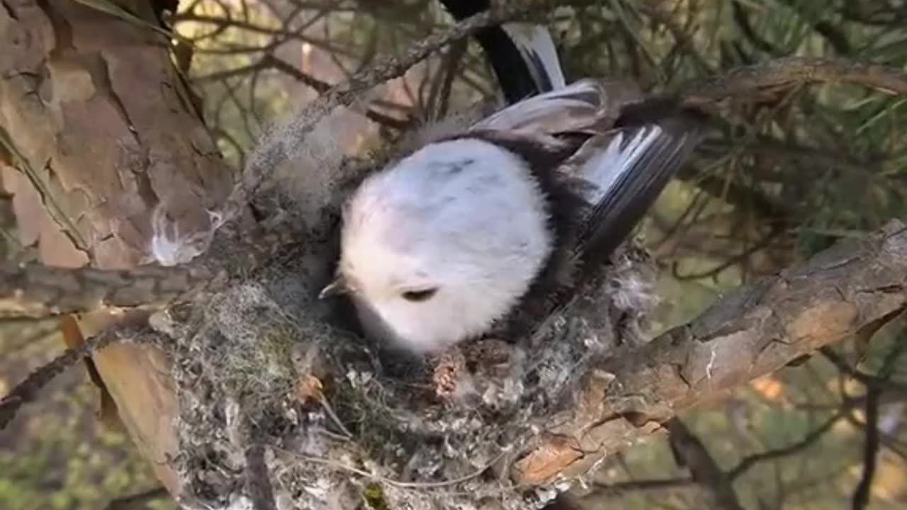 bird building his nest