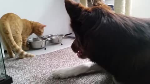 Gatito inconscientemente ayuda a alimentar a un perro