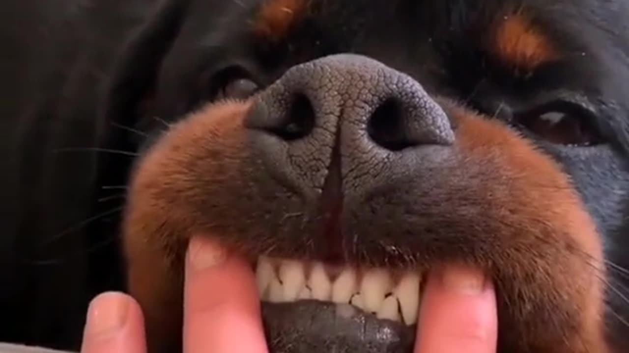 Massive Newfoundland Thinks He's A Tiny Lap Dog. dog, #dog video, #video