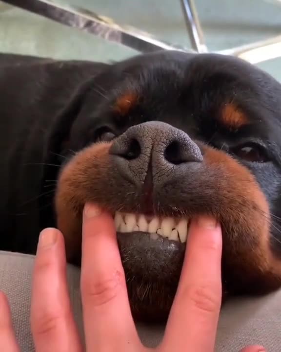 Massive Newfoundland Thinks He's A Tiny Lap Dog. dog, #dog video, #video