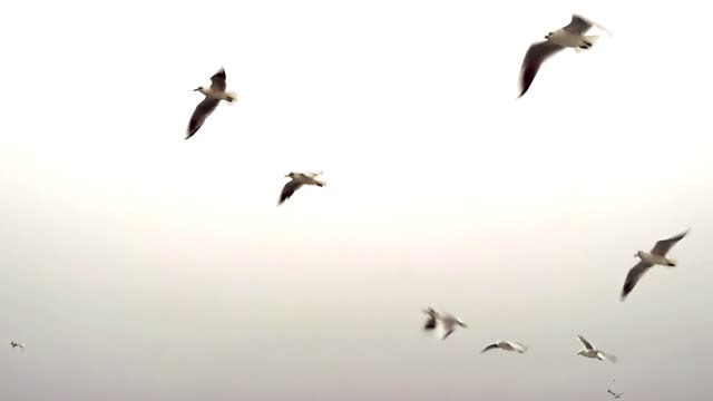 Animal world # Seagulls # bird migration # birdwatching #