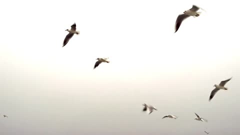 Animal world # Seagulls # bird migration # birdwatching #