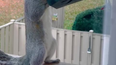 Squirrel eating food from bird feeder #funny #squirrel #squirreleating