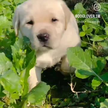 Cute puppy animal beautiful animals 🤩🤩