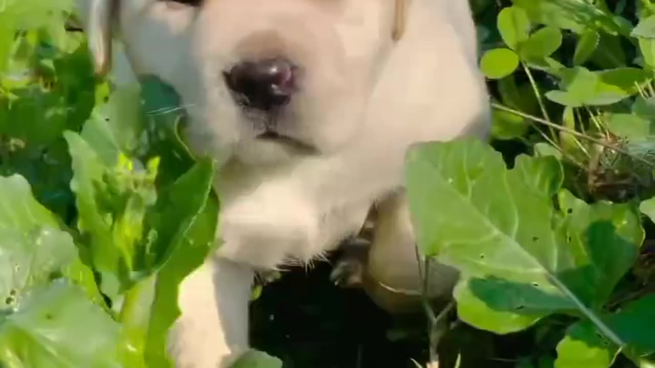 Cute puppy animal beautiful animals 🤩🤩