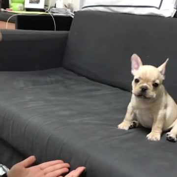 Puppy trusts his friend and jumps