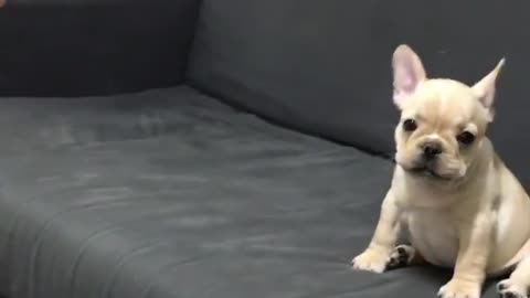 Puppy trusts his friend and jumps