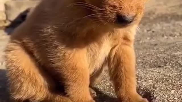 Funny and Cute Animals